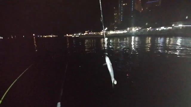 Рыбалка в Сочи: ловля ставриды с берега смотреть онлайн