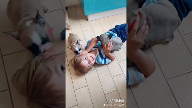 Французский бульдог щенки смотреть онлайн