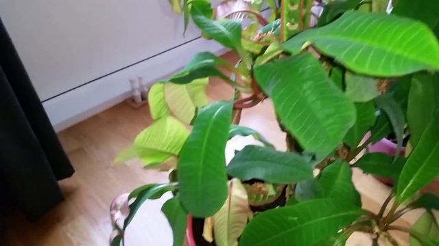 Avocado plant en Euphorbia leuconeura смотреть онлайн