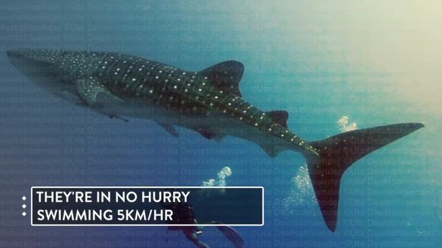 Fun Facts About Whale Sharks смотреть онлайн