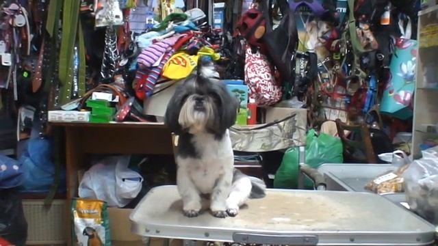 Ши-тцу привела причёсочку в порядок :-) ОБАЯТЕЛЬНАЯ ДЕВОЧКА! / стрижка собак смотреть онлайн