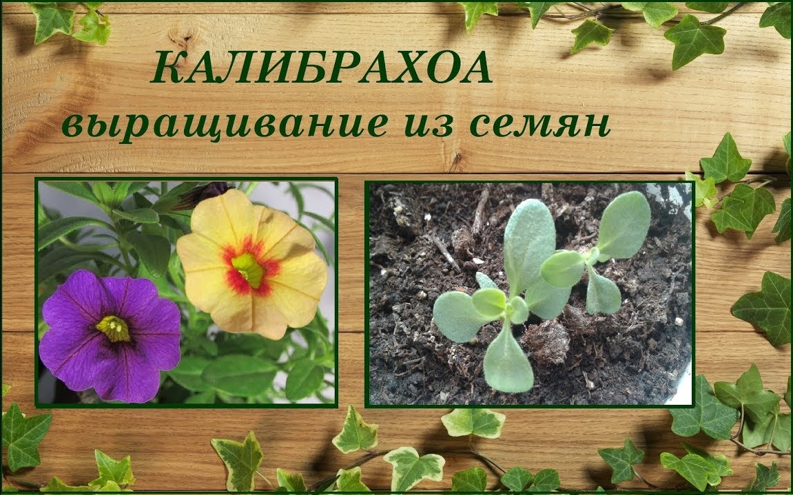 Калибрахоа выращивание из семян смотреть онлайн
