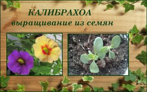 Калибрахоа выращивание из семян