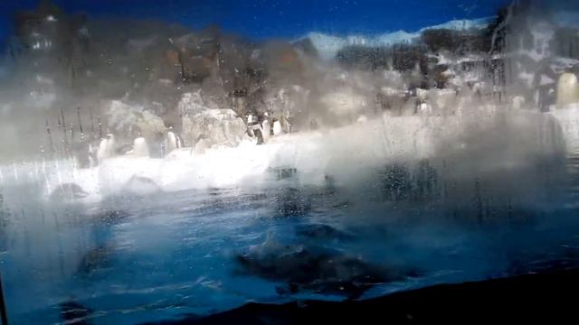 Seaworld SanDiego Penguins смотреть онлайн