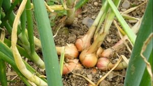 СЕМЕЙНЫЙ ЛУК ( ШАЛОТ) ВЫРАЩИВАНИЕ