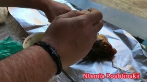 Рыба в фольге (на мангале ) зеркальный карп . Очень вкусно.