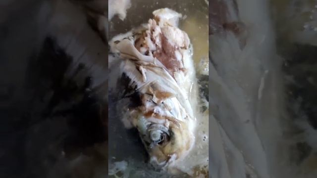 Уха из головы Толстолобика смотреть онлайн