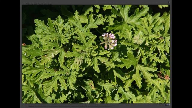 Не цветет герань в домашних условиях и тянется вверх: как заставить ее цвести смотреть онлайн