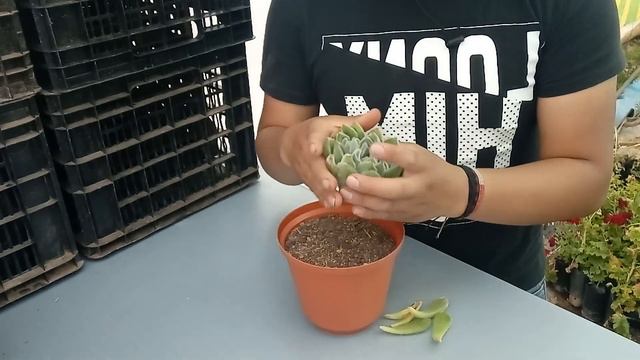 COMO REPRODUCIR UNA ECHEVERIA SETOSA | KENROQ смотреть онлайн