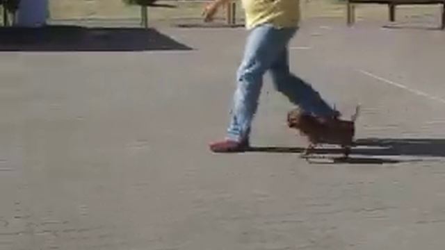 27.07.14 - Созвездие Псов Калининград Гурьевск брабансоны MVI 1091 смотреть онлайн