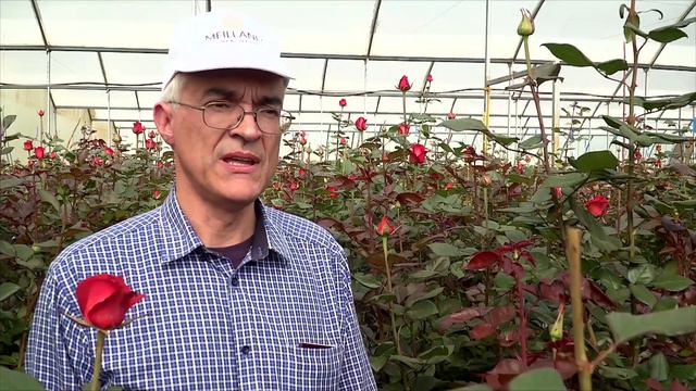 (Kenya) Rose Industry Blooming Kenya смотреть онлайн