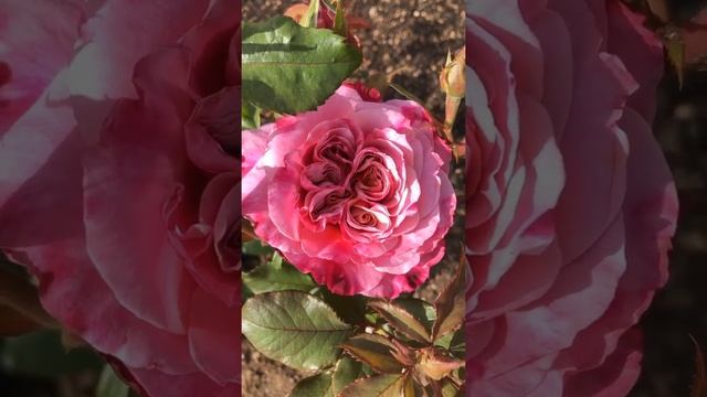 Японская роза «Мияби» Miyabi Krio Kunieda 2014 смотреть онлайн