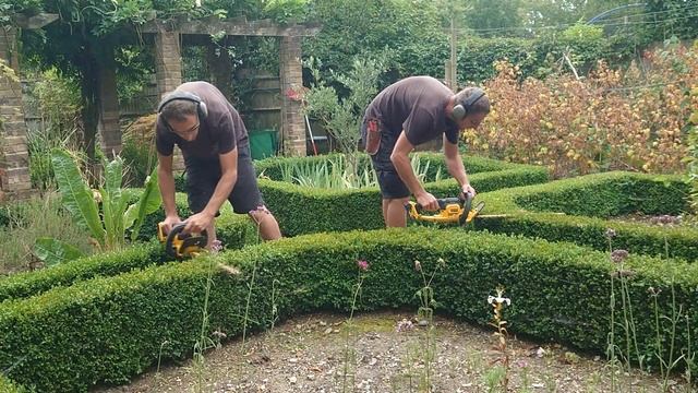 AMAZING Hedge Trimming: Shaping Buxus Boxwood Hedging with a #Dewalt DCM563PB-GB Battery Trimmer смотреть онлайн