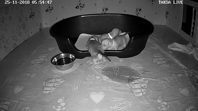 Питомник Я Такса смотреть онлайн