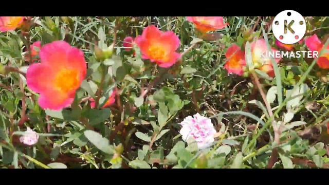 save portulaca or 9O'clock or moss rose and parsulene right now for next {summer} season🍁 смотреть онлайн