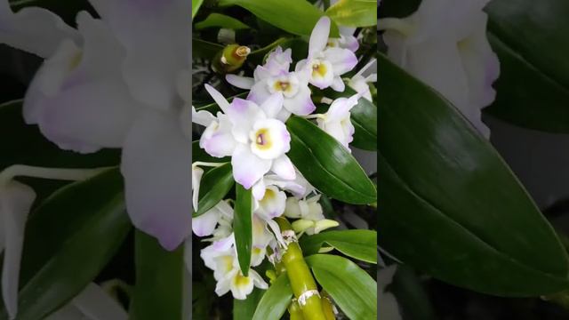 Каттлеи цветут и в бутонах. Январь 2022 #cattleya #каттлея #orchid #cattleyaorchid #цветениекаттлеи