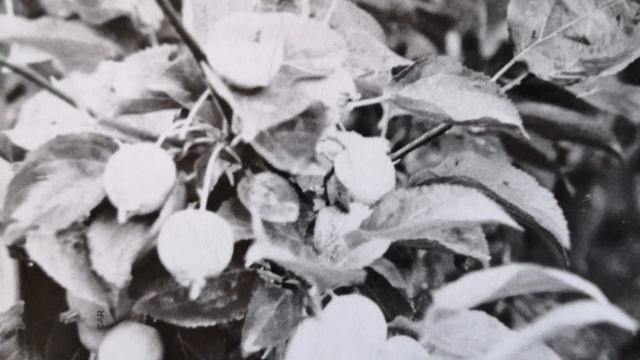 Красивые черно-белые фото. Цвет не имеет значения. Фотографии 80-х годов. смотреть онлайн