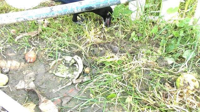 Видео про умную ворону! Гоша рвёт траву - 1 часть. ASANYA смотреть онлайн