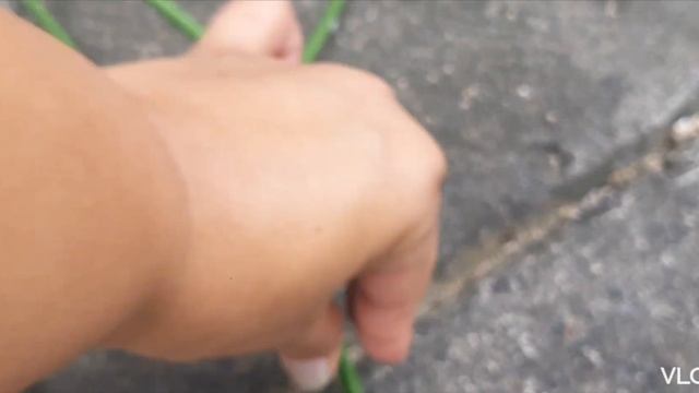 Euphorbia Tirucalli Propagation & Care | Pencil Cactus смотреть онлайн