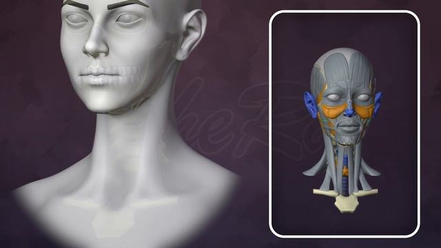 Анатомия для художников за 1 час | 3D скульптинг для начинающих