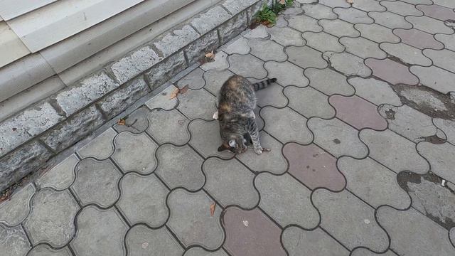 Влог 58 / Повседневные дела / Некогда спать / Опять принтер / My life 1.2 смотреть онлайн