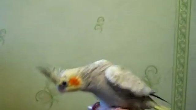 Попугаи нимфы - кореллы Кузя и Фиби (разведение) 17 Птенец кореллы Breeding Corell. смотреть онлайн