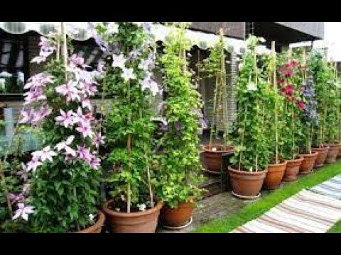 КЛЕМАТИСЫ в цветочных горшках! Цветение круглый год! Дам 5 ответов на 5 вопросов КАК ЭТО СДЕЛАТЬ! смотреть онлайн