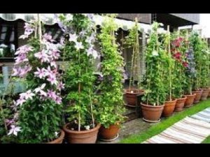 КЛЕМАТИСЫ в цветочных горшках! Цветение круглый год! Дам 5 ответов на 5 вопросов КАК ЭТО СДЕЛАТЬ!