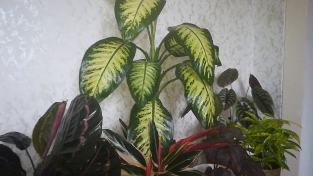 Листья блестят три недели ??Аська натворила чудес ??Бегониевые потери?? смотреть онлайн