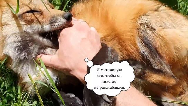 ЛИ СЯО. Алиса - Лиса. Немое кино "Оборона трофейного веника". Ест ли лиса персики. Забавные моменты смотреть онлайн