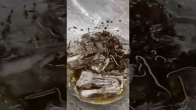 Холодный чай со льдом смотреть онлайн