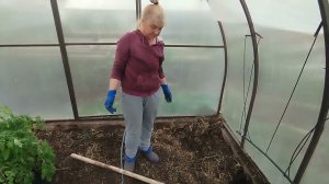 Как правильно сажать томаты, чтоб получать урожай ведрами!