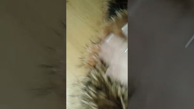 Спасаем мех! смотреть онлайн