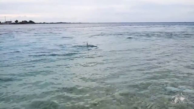 Giant Trevally Fly Fishing at Kanton Atoll смотреть онлайн