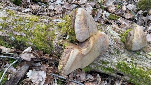 Fomitiporia robusta, March 2020 смотреть онлайн