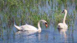 Лебедь-шипун в заказнике «Светлинский».