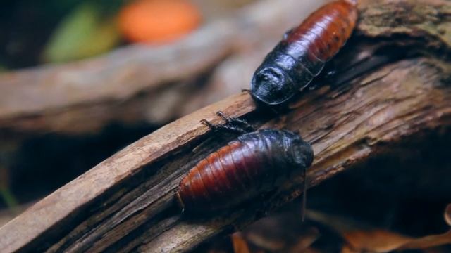К чему снятся ТАРАКАНЫ | Приснился таракан СОННИК | Много тараканов во сне смотреть онлайн