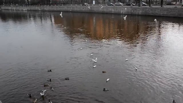 Nikon D7100 -- пример видео смотреть онлайн