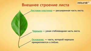 Внешнее строение листа | Биология 6 класс #25 | Инфоурок