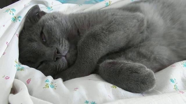 ВИКА СЛАДКИХ СНОВ Спокойной ночи от котика