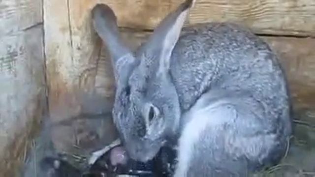 Окрол или роды крольчихи. смотреть онлайн