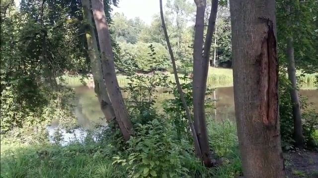 Старый русский фарфор.Уникальное дерево Ботанического сада Москвы.