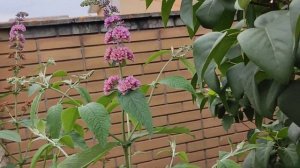 Будлея давида Flower power