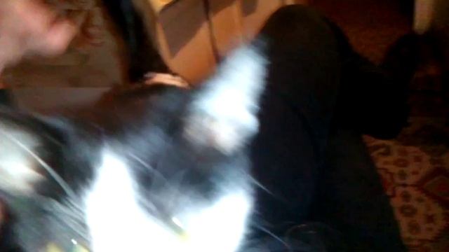 Черно-белый Котик Вася смотреть онлайн