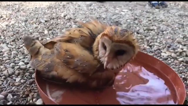 Сова сипуха учится купаться смотреть онлайн