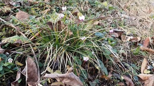 Подснежники на даче ! смотреть онлайн