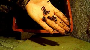 Червь Дендробена .От кокона  до расселения  малька в одном видео . Червь для рыбалки .