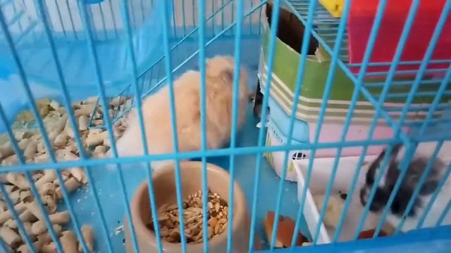 Мои сирийские хомячки Персик и Норка кушают хурму и хлеб！ смотреть онлайн