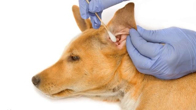 Собака с длинными ушами и грустными глазами: породы смотреть онлайн