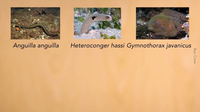 Leptocephalus: Anak Belut yang Lutsinar смотреть онлайн